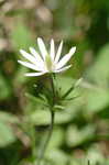 Thimbleweed